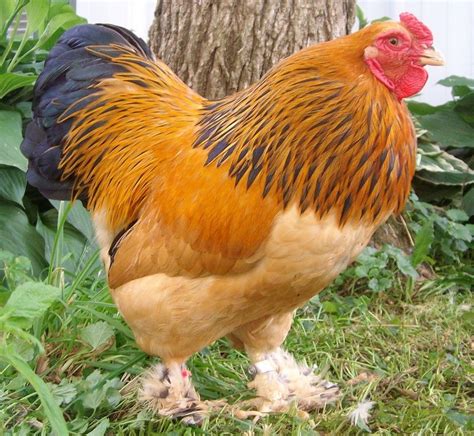 The Brahma is a large breed of chicken developed in the United States ...