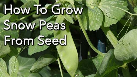 How To Grow Snow Peas From Seed For a Bumper Crop - YouTube