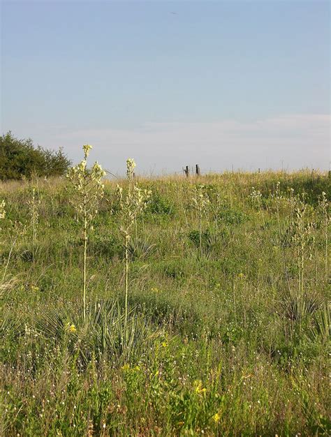 Texas poppy-mallow: Federal & State Listed Plants of Texas