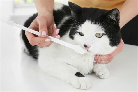 Brushing Your Cat's Teeth: A 4-Week Training Program - The Conscious Cat