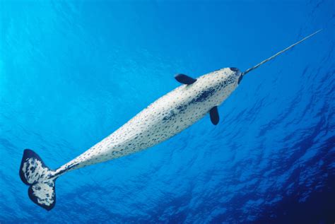 Narwhal Tusks Have a Tale to Tell, and Not a Good One – Mother Jones