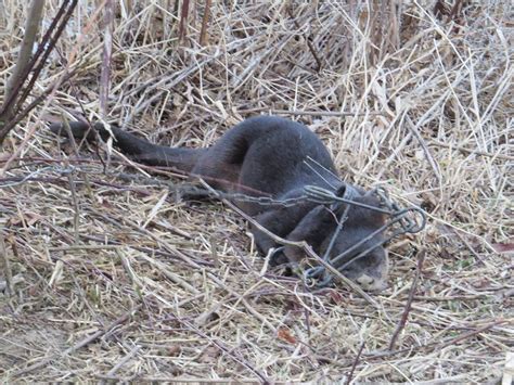 Wildlife group raises concern about otter trapping at Mill Creek - WFMJ ...