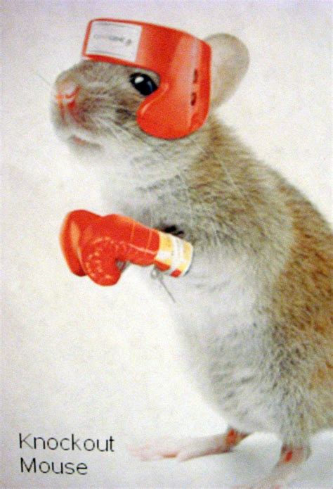 Knockout Mouse | Molecular biology poster sandyhistorical.or… | Flickr