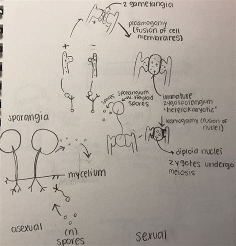 Organismal biology exam 3 sketchbook pictures Flashcards | Quizlet