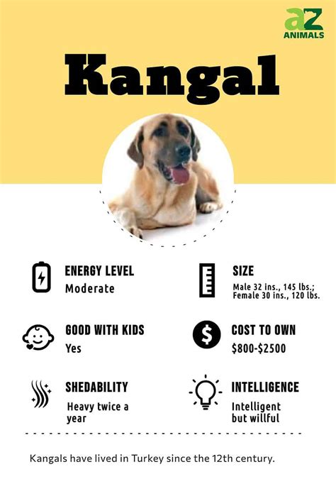 Kangal Shepherd Dog - A-Z Animals