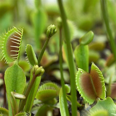 Dionaea Muscipula Venus Flytrap Flower Seeds