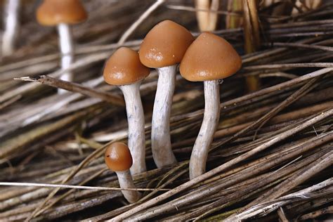 Psilocybe Azurescens: The Blue Angel Identification, Trip Effects & Potency