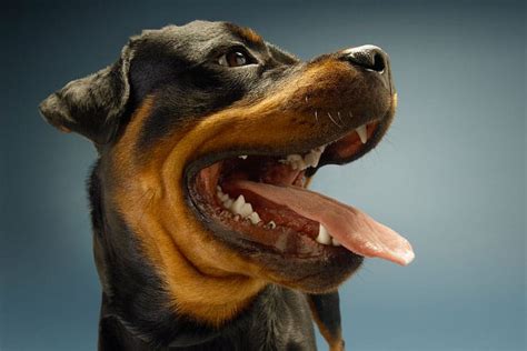 Why Does My Rottweiler Growl at Me? (6 Reasons Not all Bad!)