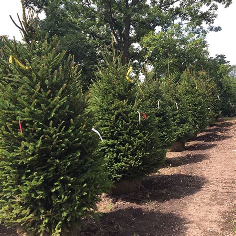 Picea abies - Horsford Gardens and Nursery