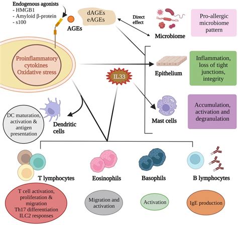 Frontiers | Do advanced glycation end products contribute to food allergy?