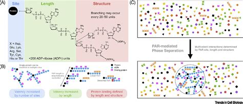 Figure 1 from Poly(ADP-ribose): A Dynamic Trigger for Biomolecular Condensate Formation ...