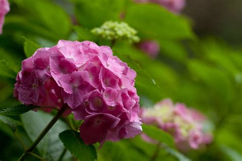 Flower, Hydrangea "Europe" | Hydrangea. "Europe". 紫陽花。品種名は「ヨ… | Flickr