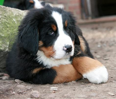 tricolor bernese mountain dog puppy free image | Peakpx