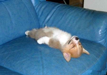 20 Cute & Funny Animal Sleeping Positions - cute animals funny, sleeping animals - Oddee