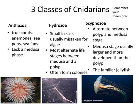 Key Characteristics Of Cnidaria