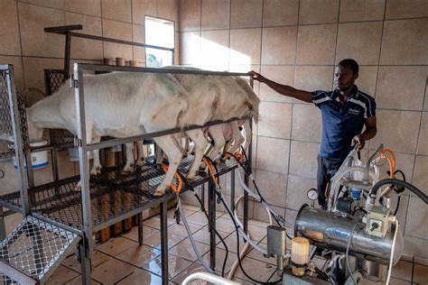 Milking of Dairy Goats - Goat Farming in South Africa