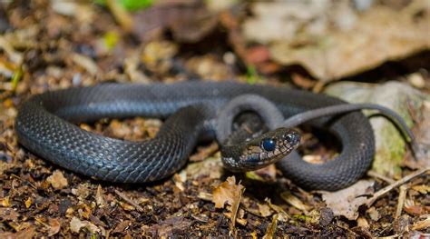 On the Subject of Nature: Melanistic Garter Snake