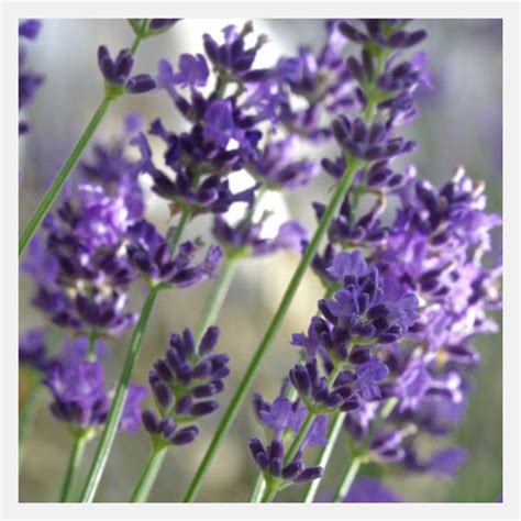 Lavender Seeds