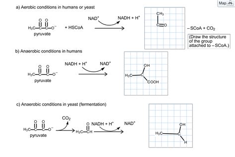 Solved Pyruvate is the end product of glycolysis. Its | Chegg.com