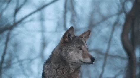 Red Wolf GIFs - Get the best GIF on GIPHY