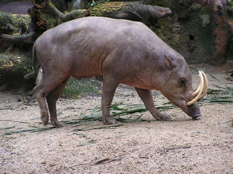 Babiroussa - Animaux sauvages, chats, chiens, chevaux : le site de tous ...