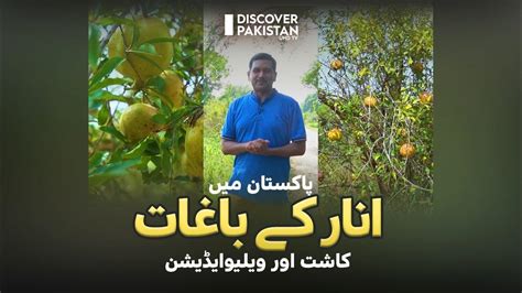 Fruit of Heaven Anar | Cultivation, Value Addition & Health Benefits | Kissan Ka Pakistan - YouTube