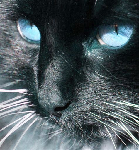 Icy Blue Eyes by olsons39 on DeviantArt