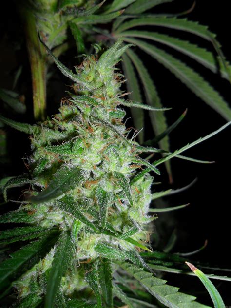 Galería de Variedades: Hawaiian Snow (Green House Seeds) PIC ...