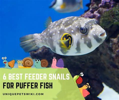 6 Best Feeder Snails For Puffer Fish