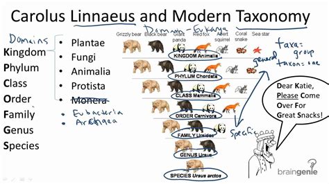 Linnaean System of Classification - Forestrypedia