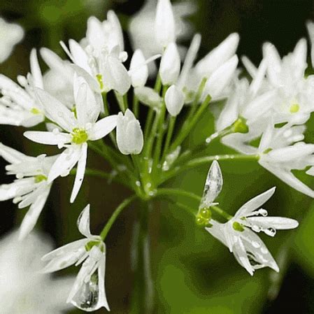 Ramp Seeds | Wild Leek Seeds | Allium Tricoccum