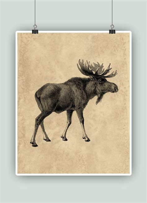 Moose Art, Moose Print, Wildlife art, Moose poster, Home decor, Moose print Rustic, Animal print ...