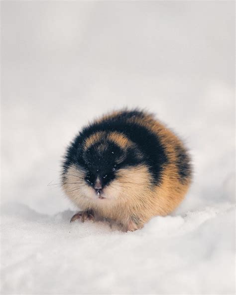 🔥A Norway lemming : r/NatureIsFuckingLit