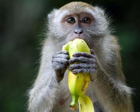 How to peel a banana the right way - because we've been doing it wrong.