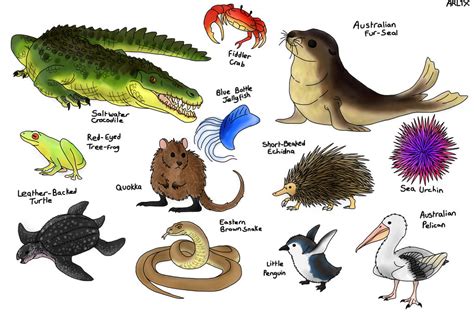 Aussie Coastal Animals by Fnafnir on DeviantArt