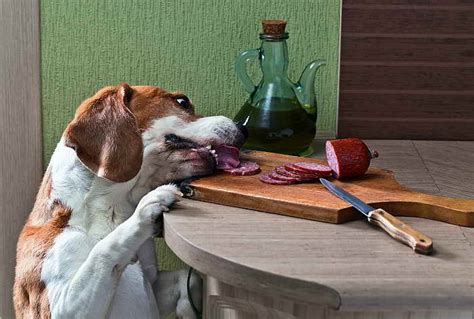 Beagle Food