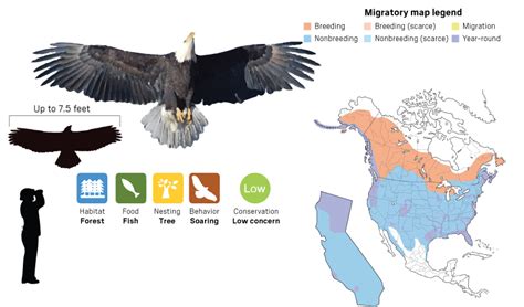 A look at our local raptors for backyard bird count weekend – Press ...