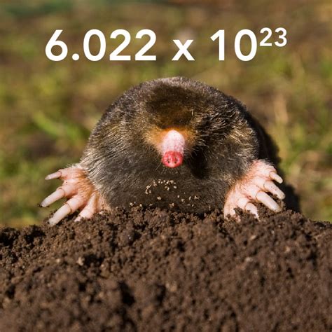 Moles and Molarity: Counting and Chemistry from Donuts to Soap - Let's Talk Science