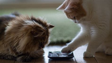 8 Household Objects That Make Safe Instant Cat Toys - & Some You Should ...