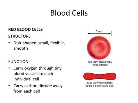 What Is Red Blood Cells Function - PELAJARAN