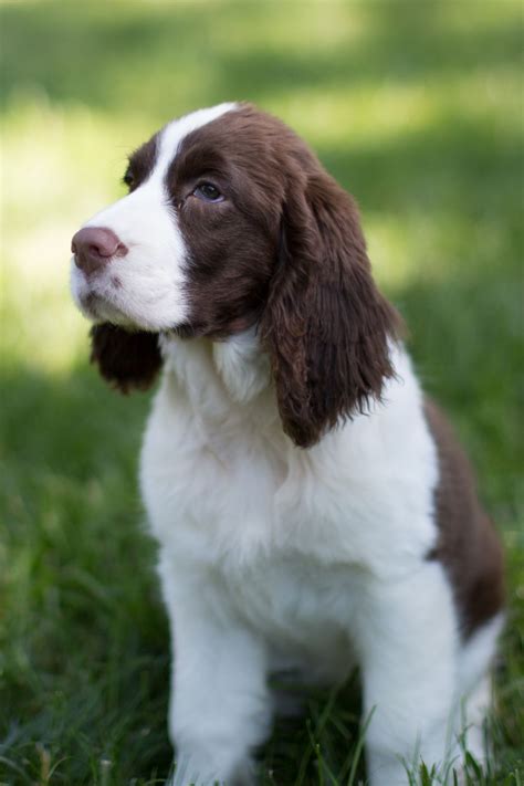 What's The Average Life Of A English Springer Spaniel?