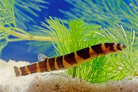 Kuhli Loach Care Guide: Tank Mates, Tank Setup, Breeding,, 50% OFF