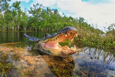 Alligators In The Everglades: Everything You Ever Wanted to Know — Naples Florida Travel Guide