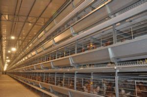 Temperature control at different stages of raising broilers – Chicken ...