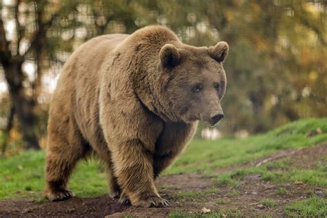 15 wild animals found in Turkey | Daily Sabah