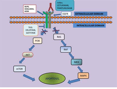 Crizotinib Mechanism Of Action