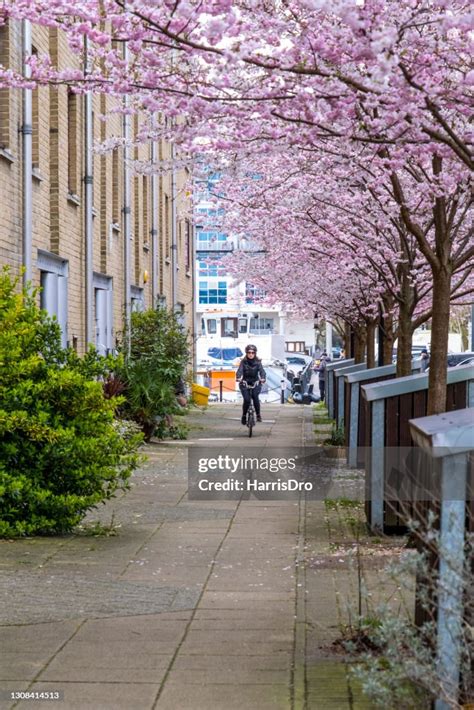 Cherry Blossoms In London High-Res Stock Photo - Getty Images