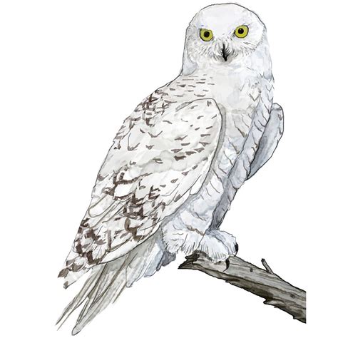 Owls Drawing, Furry Drawing, Cute Animal Drawings, Snowy Owl Tattoo, How To Draw Snow, Snowy Owl ...