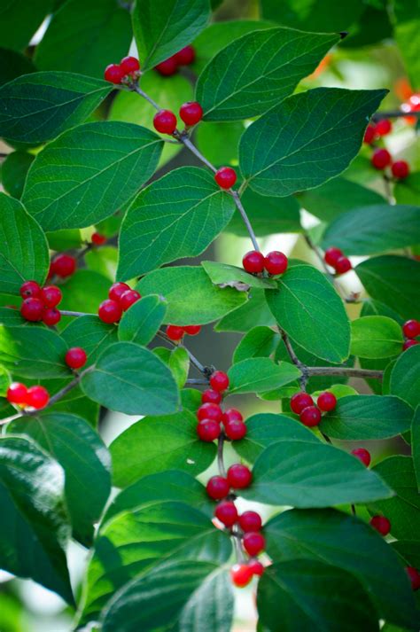 Free photo: Red berries - Berries, Fruit, Park - Free Download - Jooinn