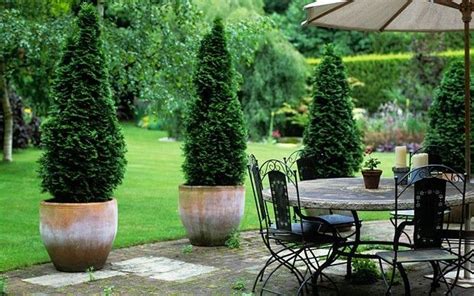 tree in pot patio - Google Search | Patio trees, Potted trees patio, Potted trees